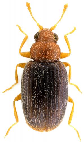Melanophthalma fuscipennis